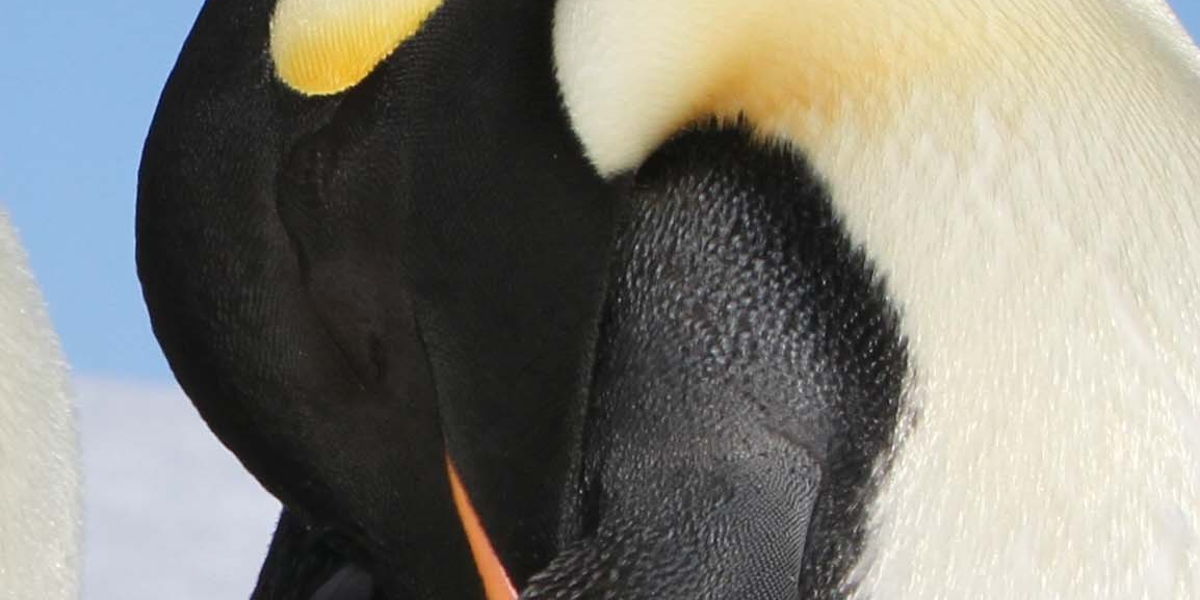 Een verdrietige pinguïn